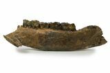 Fossil Rhino (Coelodonta) Right Mandible - Germany #295840-3